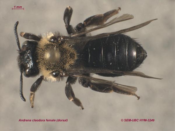 Photo of Andrena cleodora by Spencer Entomological Museum